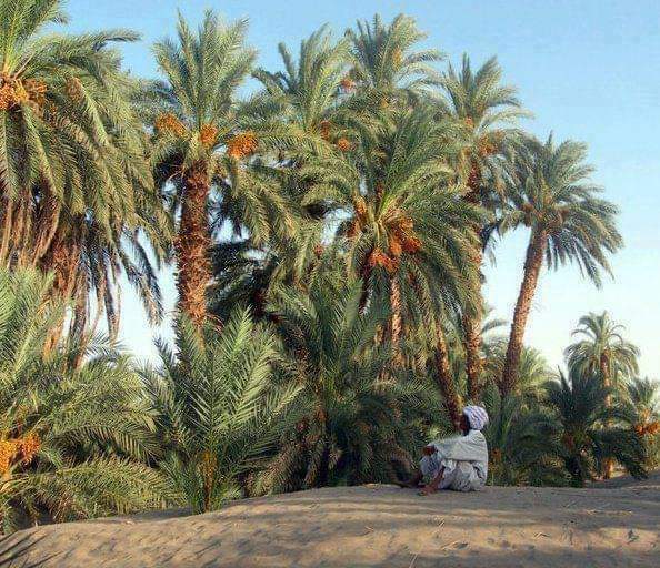 سمير السعدي يكتب.. قصيدة جديدة